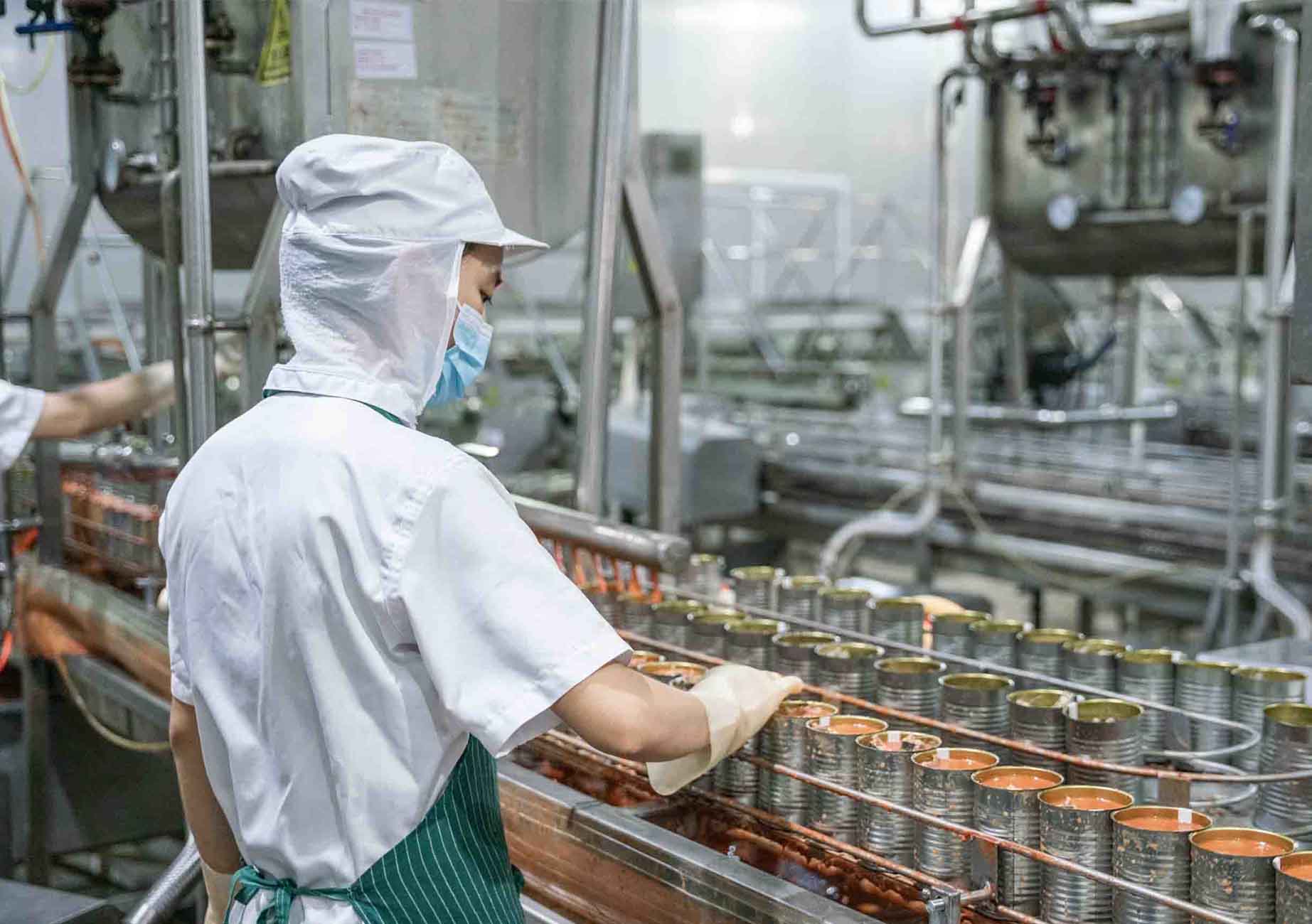 Premium Spring Sardine Harvest Begins.