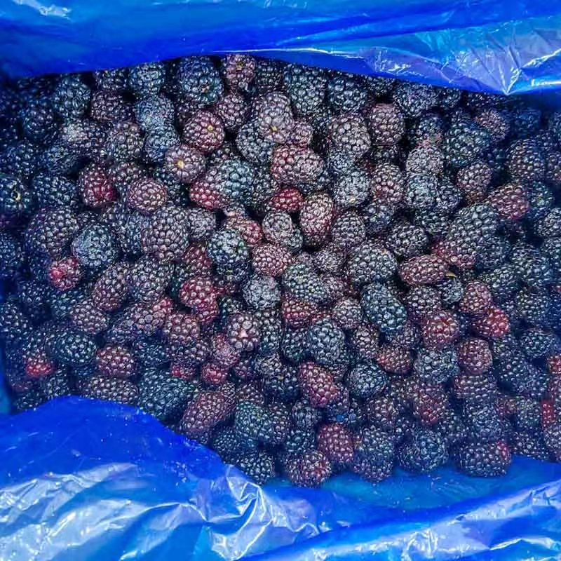 速冻黑莓 - 双用