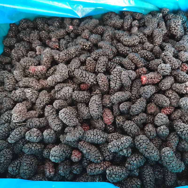 新产冷冻桑葚